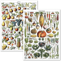 Vintage Fruits & Vegetables Poster Prints - Botanical Identification Reference Chart - Kitchen Decorations - Set of 2 Posters (LAMINATED, 18" x 24") Home & Garden > Decor > Artwork > Posters, Prints, & Visual Artwork Palace Learning LAMINATED 18" x 24" 