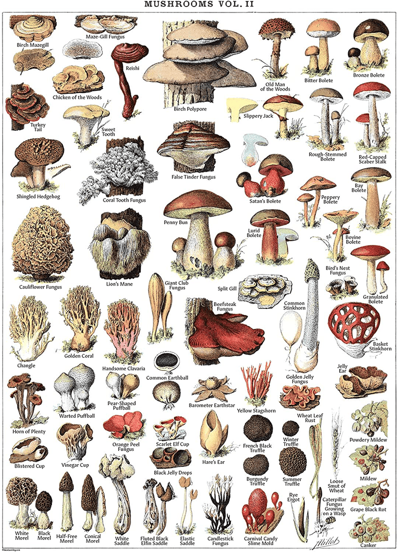 Vintage Mushroom Poster Prints - Mycology & Fungi Botanical Identification Reference Chart Volume 1 & 2 (LAMINATED, 18" x 24")