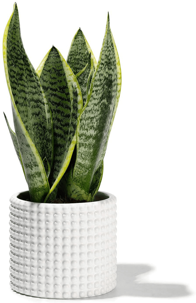 White Planter Pots for Plants Indoor - 6.1 Inch Ceramic Vintage-Style Hobnail Textured Flower Pot with Drainage Hole for Modern Home Decor(POTEY 055102, Plants NOT Included) Home & Garden > Decor > Seasonal & Holiday Decorations POTEY Shiny White Medium - 4.8 inch D 