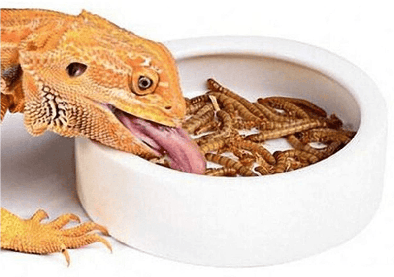 Worm Dish - Large 2 Pcs Reptile Food Water Bowl Lizard Gecko Ceramic Pet Bowls, Mealworms Bowl for Bearded Dragon Chameleon Hermit Crab Dubia Rock Reptile Cricket Dish Anti-Escape Mini Reptile Feeder Animals & Pet Supplies > Pet Supplies > Reptile & Amphibian Supplies > Reptile & Amphibian Habitats HELIME 1White XLarge-1Pack 